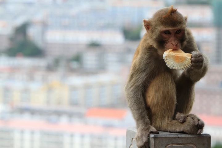 A study of the ways in which monkeys grasp objects may lead to advances in prostheses for humans