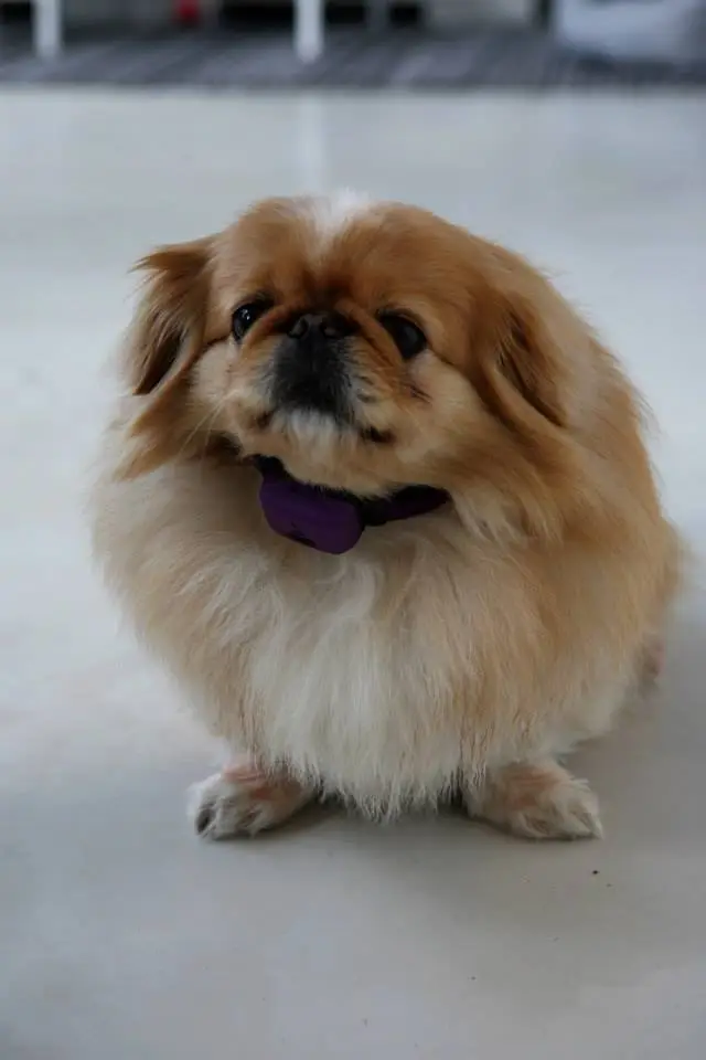 Sensors in the collar measure the dog or cats' body temperature, pulse, respiratory rate, activity level, calories burned, and body position