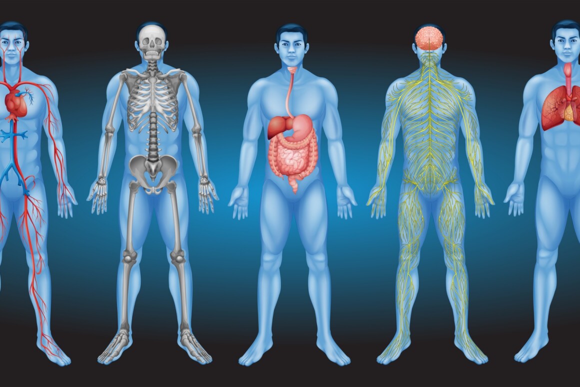 Did Scientists Really Just Discover A New Organ In The Human - 