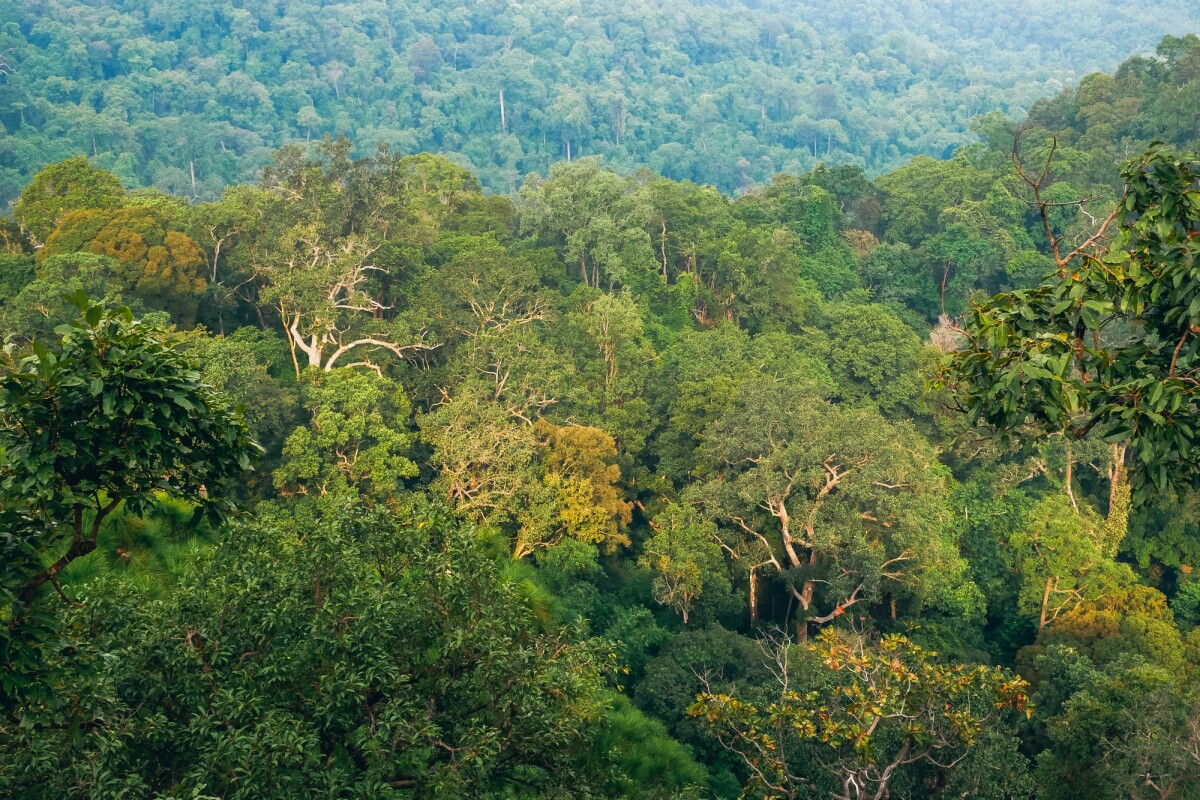 A ground-based search for human remains in a thick forest like this would be quite challenging