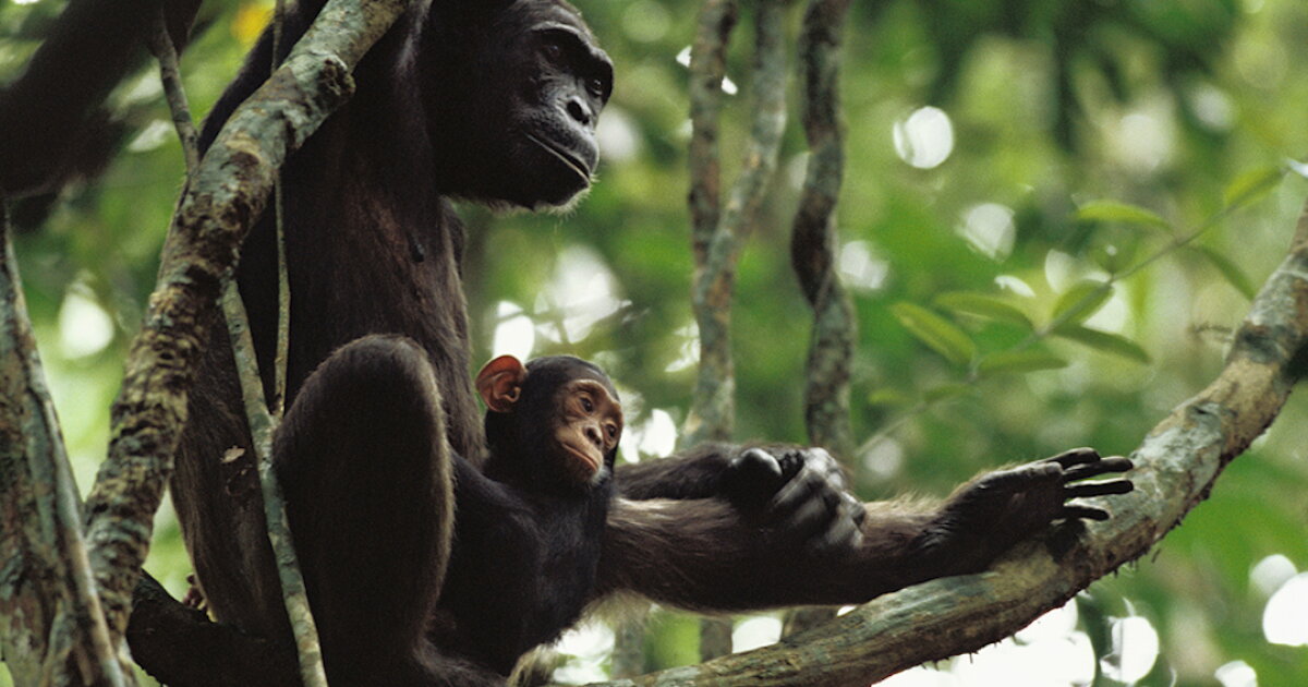 Video Chimp Video reveals young chimps are hands-on learners