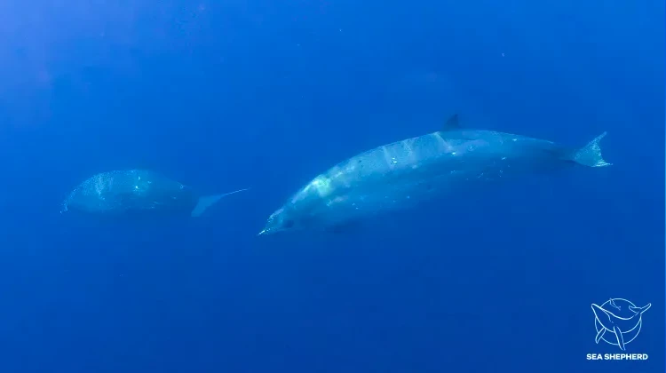 An unidentified beaked whale roams the waters off the coast of Mexico