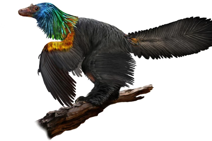 A newly described species of dinosaur was found to have a unique combination of old and new traits