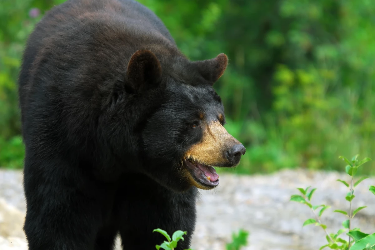 A new study has tapped into the muscle maintenance secrets of hibernating black bears