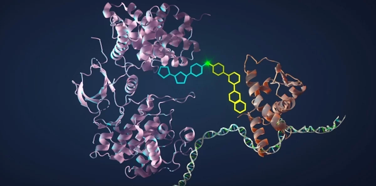 An artist's impression of the new molecule (turquiose and yellow) that "glues" two proteins together (purple and red) to kill cancer
