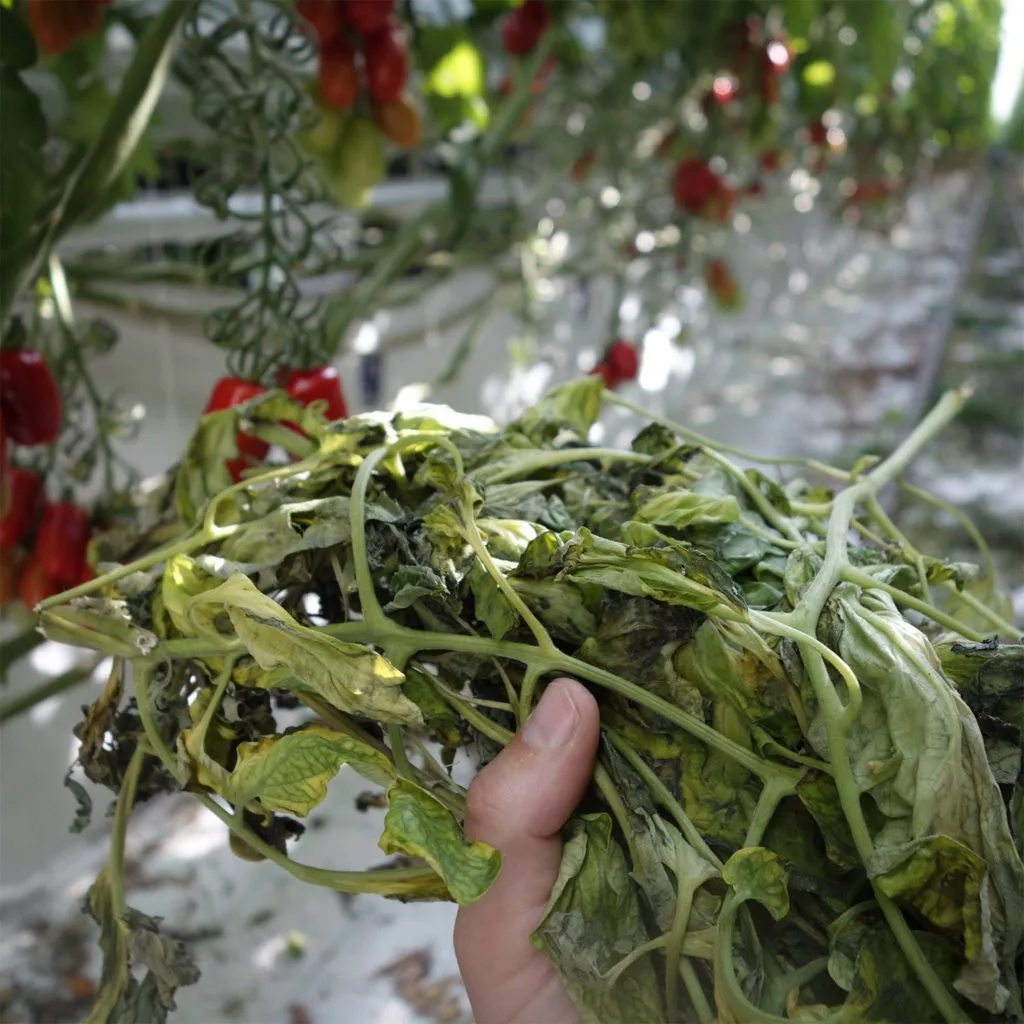 Farm waste or construction material?