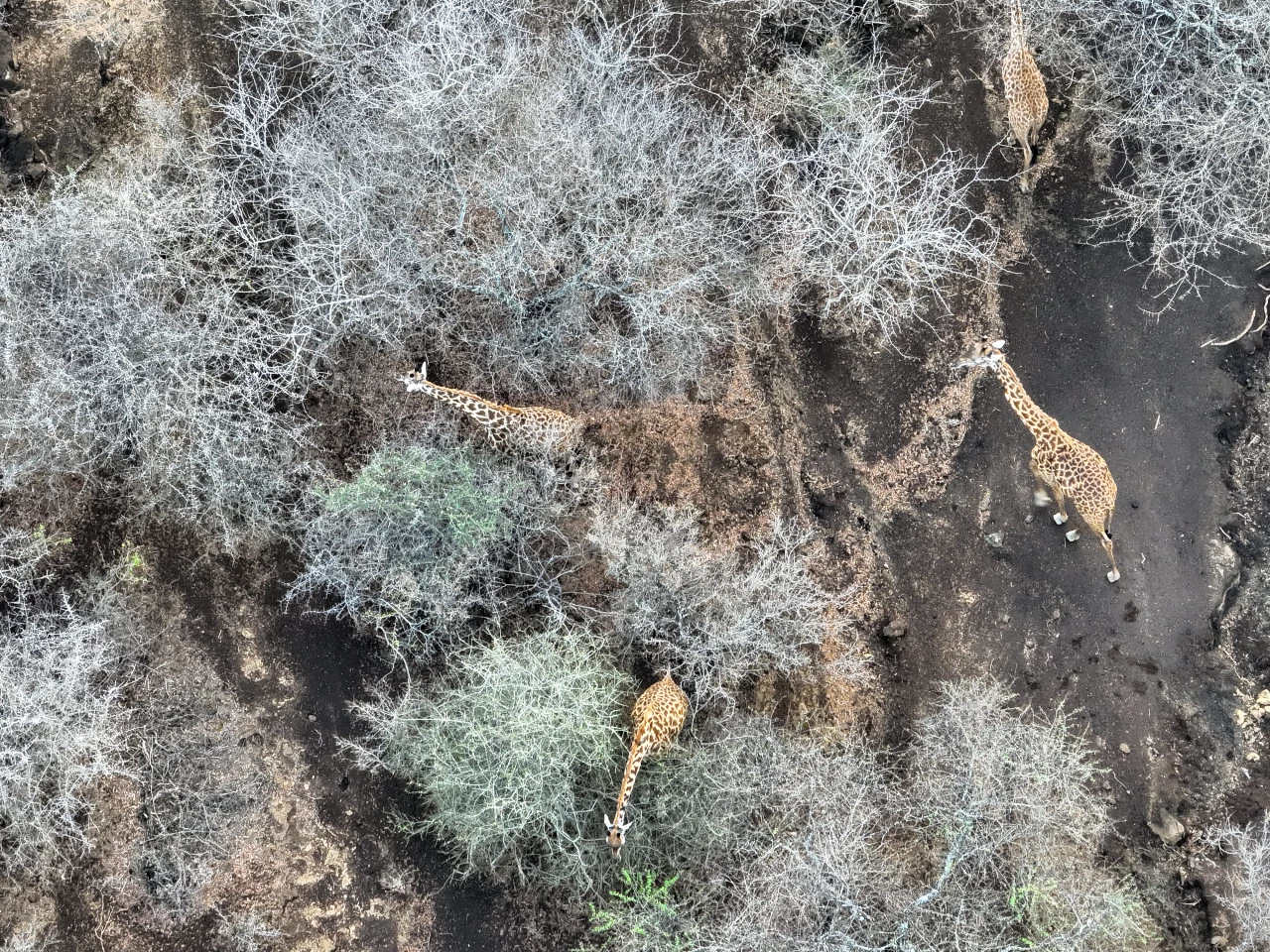 Giraffes in Kenya's Chyulu Hills conservation area