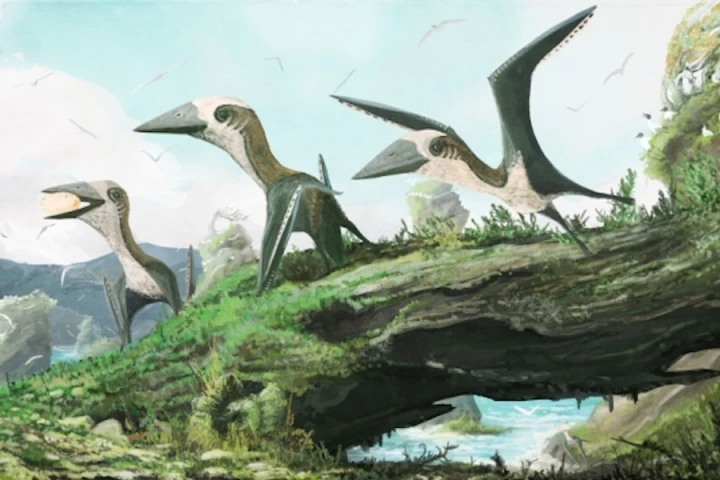 Tiny pterosaurs the size of a common house cat might have roamed the skies with their larger counterparts millions of years ago