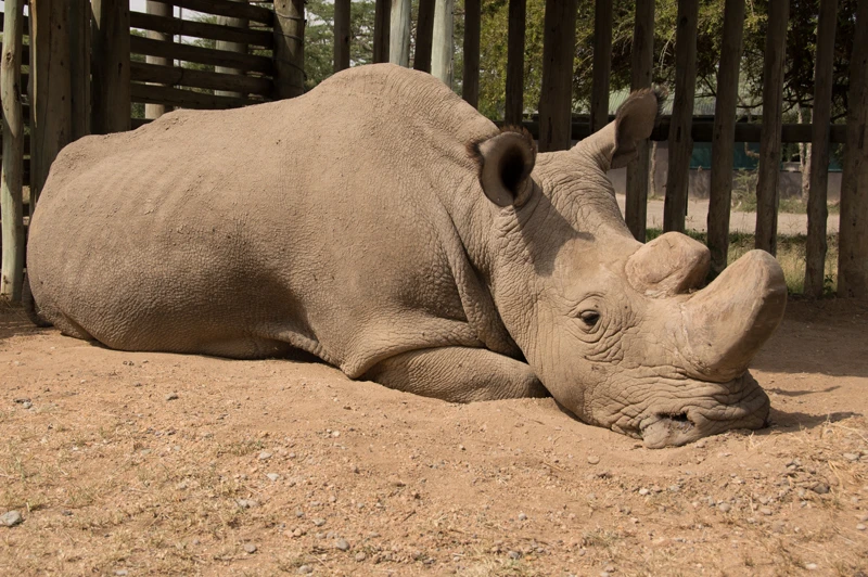 After almost a decade of careful safeguarding in a Kenyan conservancy, the last male northern white rhino on Earth has been euthanized following age-related complicationsIn December last year, Sudan developed age-related wounds, infections and degenerative changes to his muscles and bones