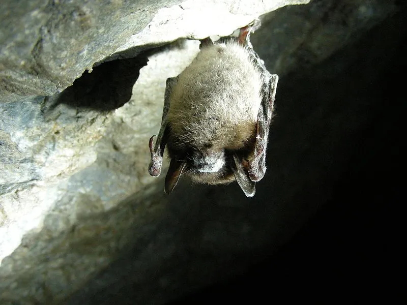 A little brown bat infected with white nose syndrome