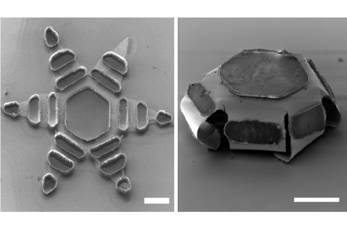A microscope image of a theragripper, pictured open (left) and closed