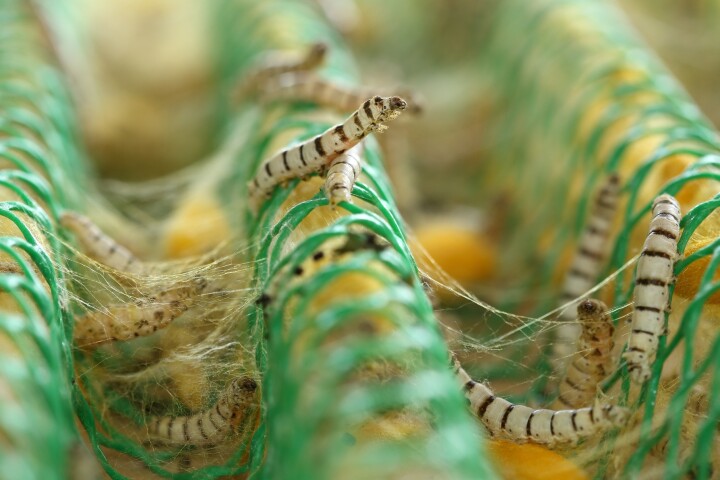 Silkworms use their own sticky saliva to spin cocoons
