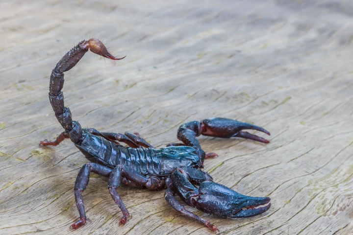 Scorpion venom has been identified as an unlikely source of a potential new treatment for arthritis