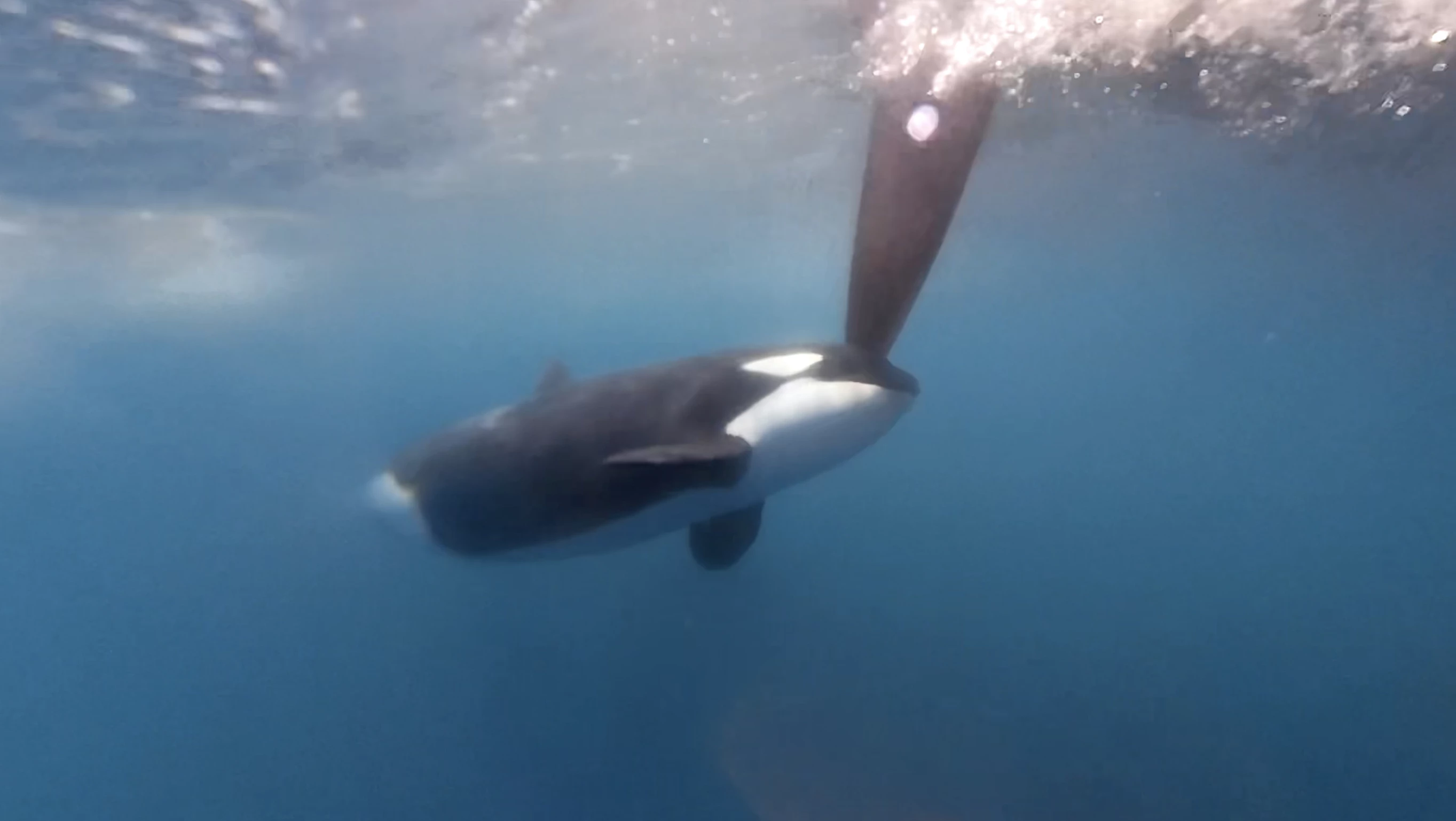 This orca gave a team competing in The Ocean Race a scare