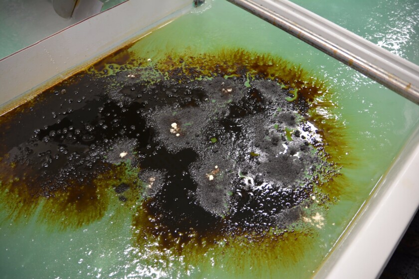 Cleaning up oil spills in the Arctic is a challenge due to the way the ice pushes the oil below the surface