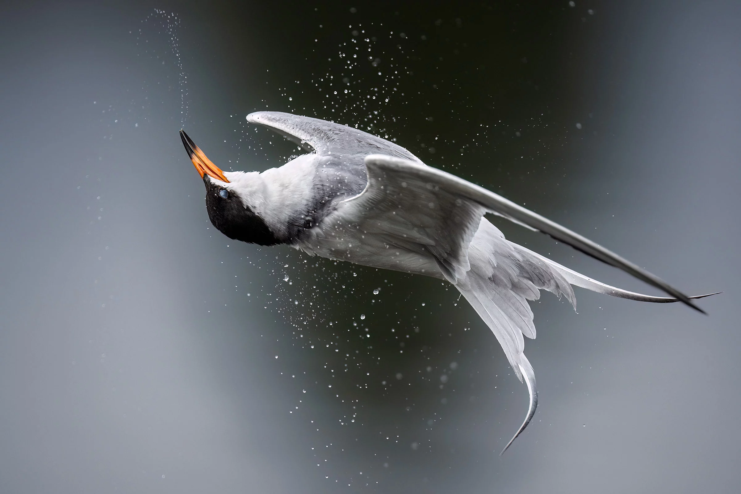 Professional Honorable Mention: Forster’s tern (Sterna forsteri) by Kevin Lohman, Shoreline Lake, Mountain View, California, US