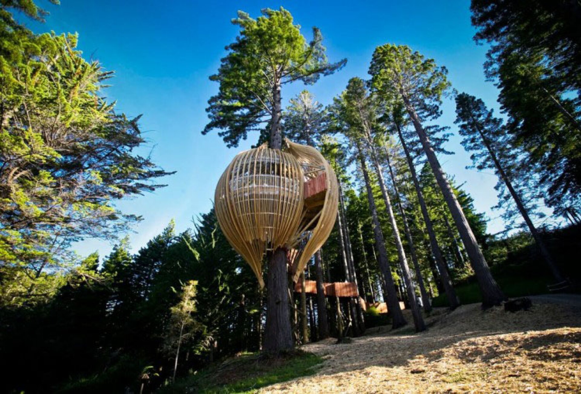 Redwoods Treehouse offers a unique treetop dining experience