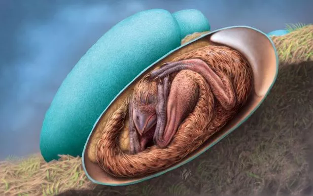 An illustration depicting the oviraptorosaur egg in its nest