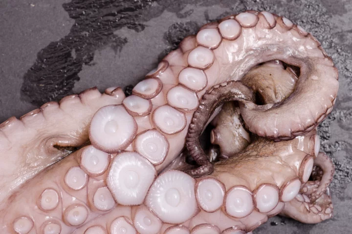 The teeth inside squids' sucker rings help the creatures hang onto prey, and they could help us, too (Photo: Shutterstock)