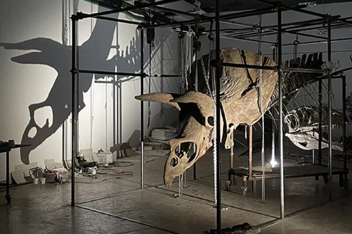 Big John is the largest Triceratops specimen ever discovered