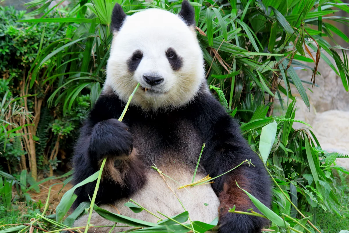 The team suggests that pandas evolved their two-tone appearance due to their poor diet of bamboo