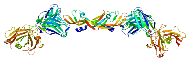 Vascular endothelial growth factor (VEGF), a protein key to angiogenesis
