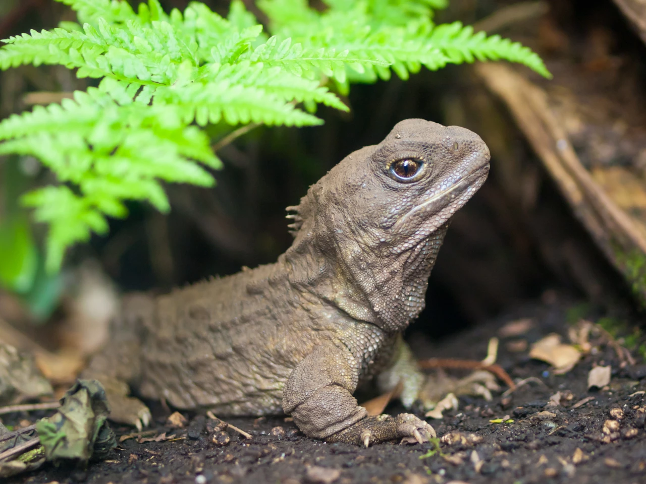 The T. rex may have had smackers more like New Zealand's own tiny dino, the tuatara