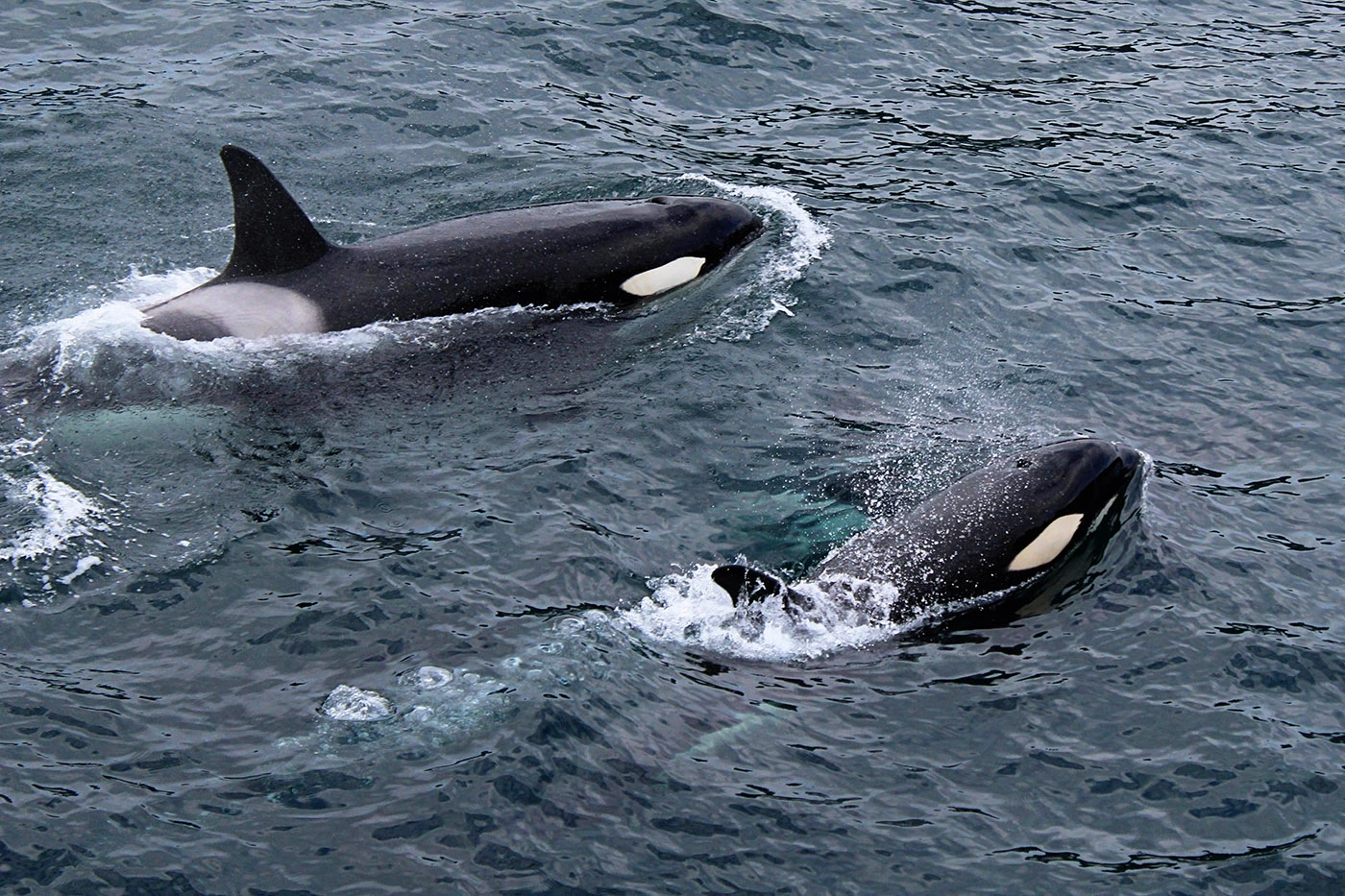 Orcas are known to live and hunt in packs, but what the researchers found in the Gulf of California shows their ability to learn and communicate