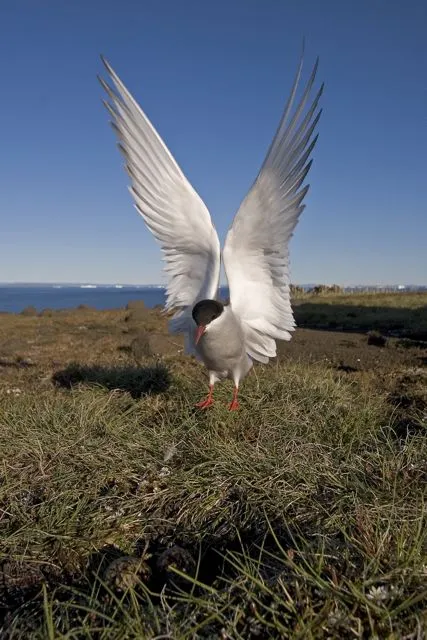 An Arctic tern at its nest in West Greenland