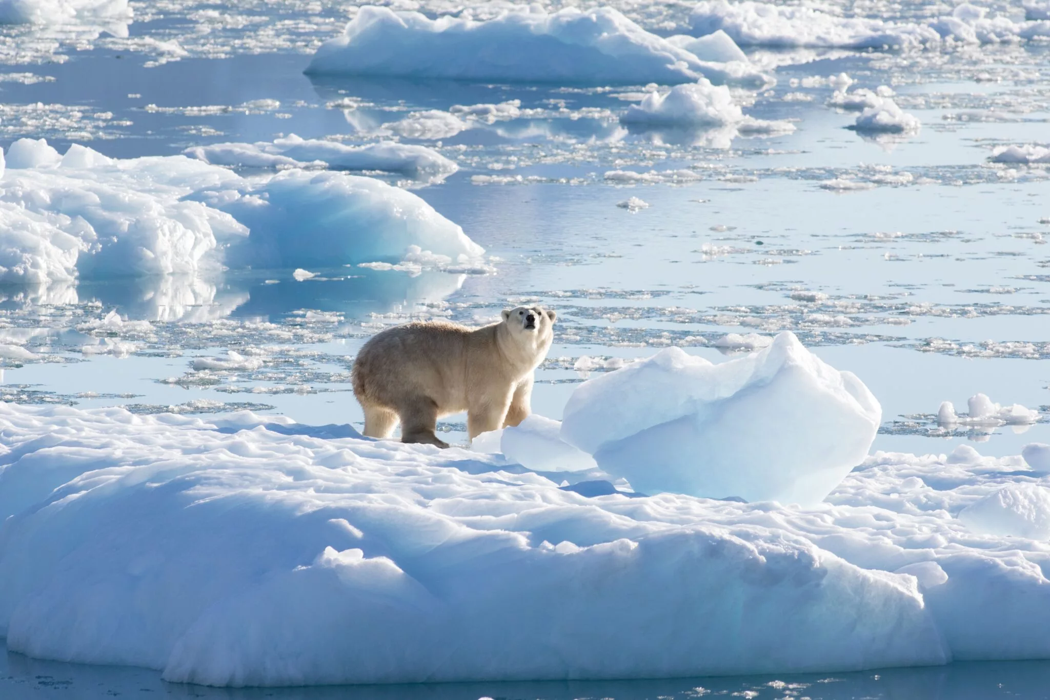 A polar bear on a glacier in southeast Greenland