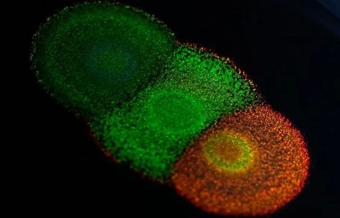 A colony of flavobacteria, which appear vibrant colors thanks to the geometric structure of the bugs
