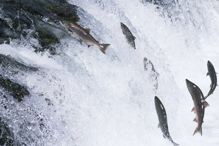 Whoosh Innovations has developed a "fish gun" to help salmon bypass man-made obstacles when making their way to spawning grounds (Photo: Shutterstock)