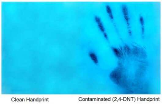 Detection of particulate explosives on a contaminated hand using the novel electrospun pyrene film ((Photo: Ying Wang/UConn and Advanced Functional Materials, Wiley-VCH Verlag GmbH & Co. KGaA)