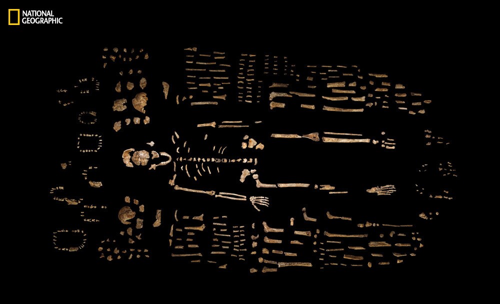 Homo naledi fossils