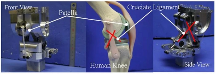 A detailed look at Kenshiro's knee joint, which contains artificial ligaments and a floating patella