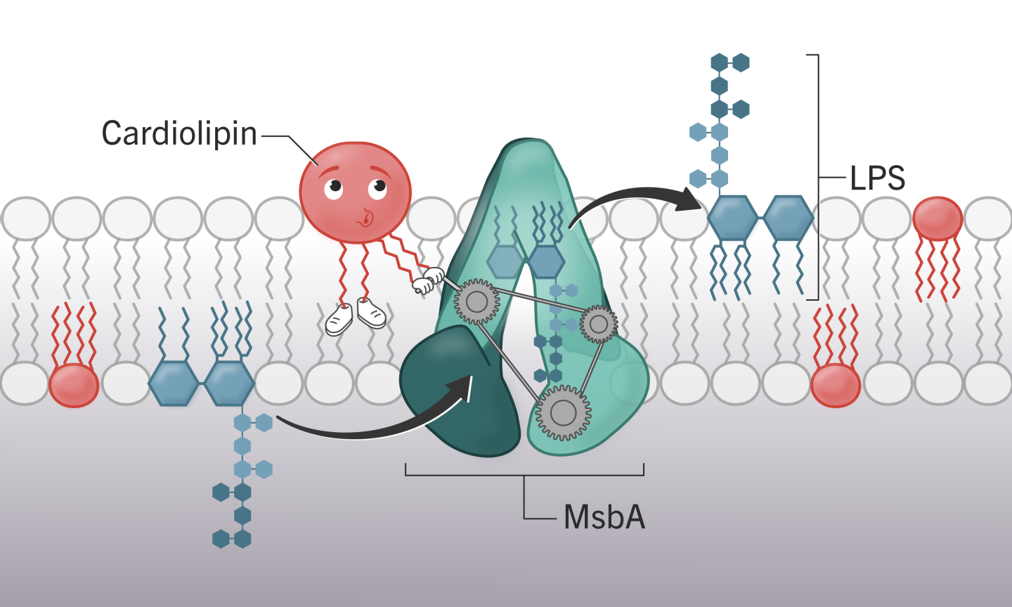 An illustration of cardiolipin (red) at work in a bacterial cell, helping the transport machinery move lipopolysaccharide (blue) to the outer membrane