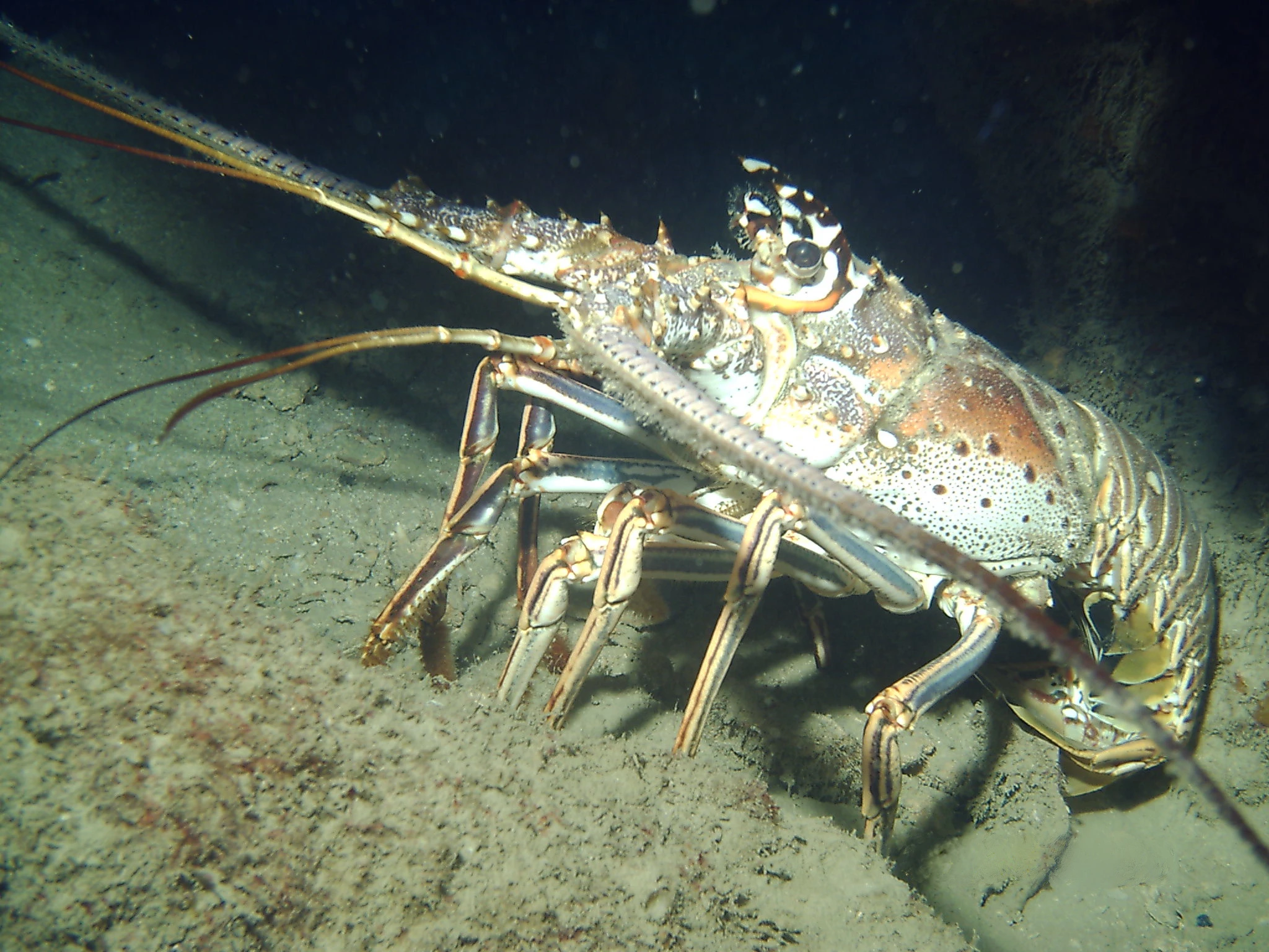 Even spiny lobsters exploit vortex surfing (Image: Langosta Espinosa)