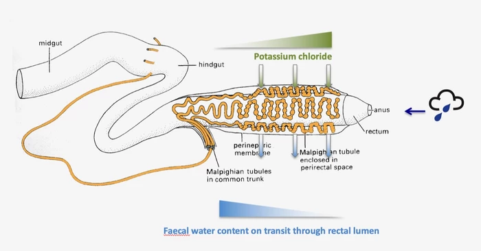 Model of beetle's internal make-up and how it extracts water from the air