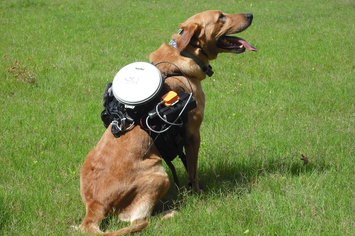 Major the dog, suited up with the control system