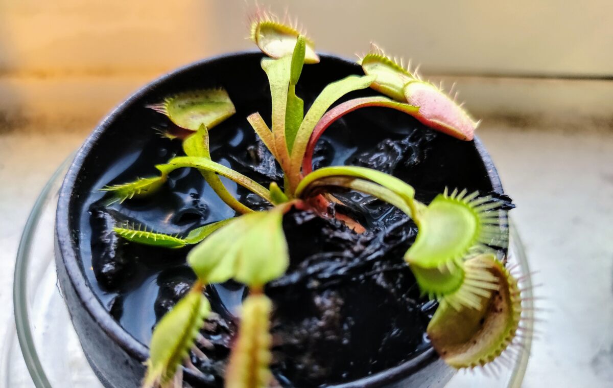 We finally know how the Venus fly trap turns touch into traps