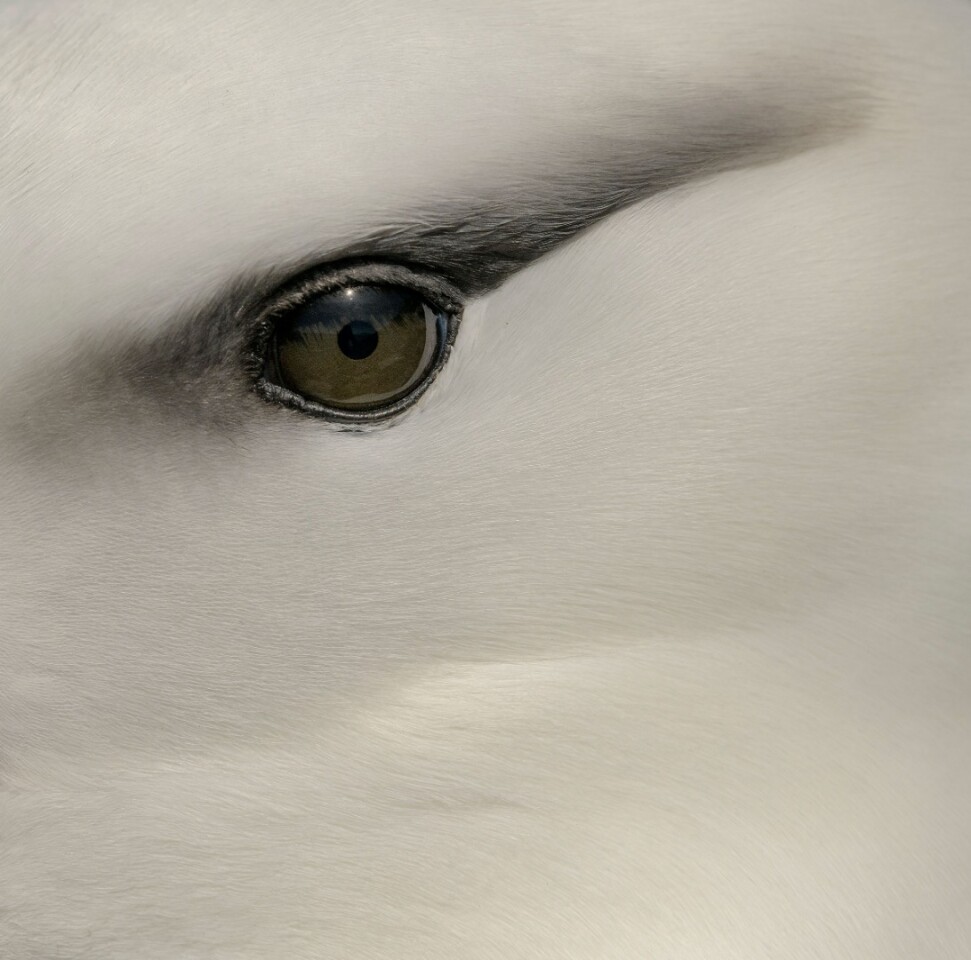 The first ever winner of the Fisher Prize – named after Audubon's recently retired creative director, Kevin Fisher – is a mesmerizing close-up of a Black-browed Albatross's eye