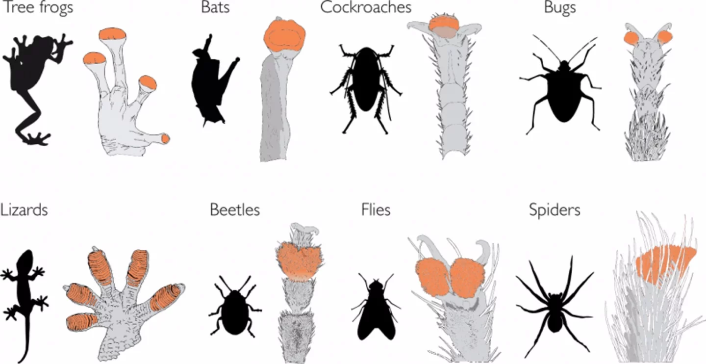 Diagram of the various sticky foot pads of different creatures