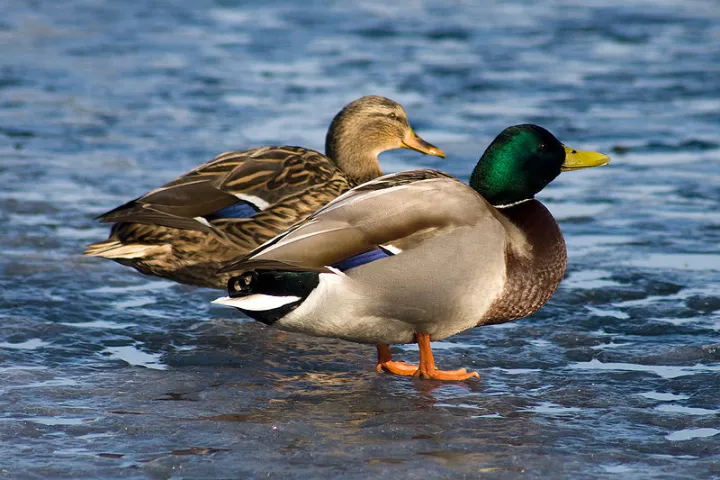 Researchers in North America are developing a novel way to study the "evolutionary arms race" that is duck mating