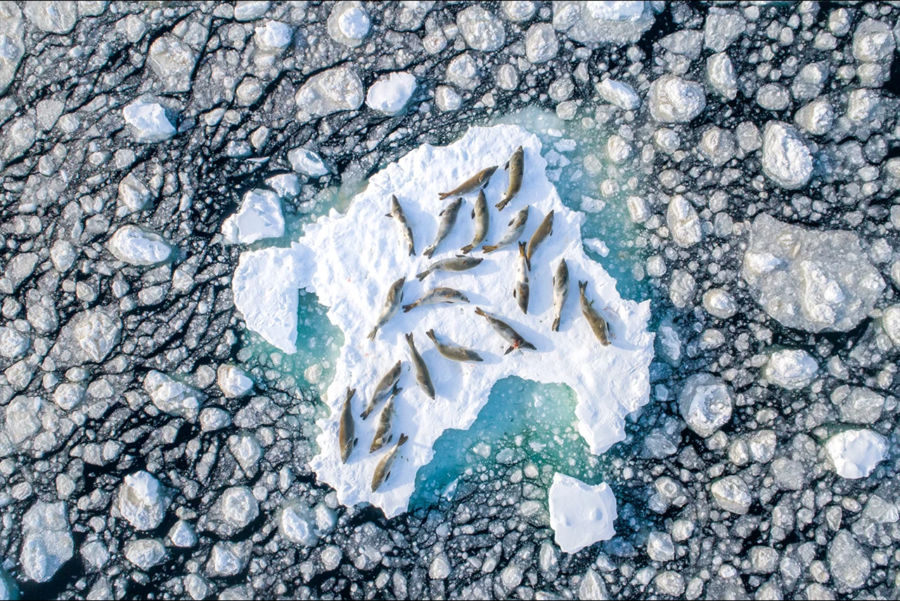 Crab Eater Seal Resting on the Ice by Florian Ledoux, Aquatic Life Finalist, Antarctica