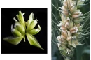 A mutant MOV wheat spikelet (left) and spike (right), the florets of which each produce three grains each instead of the usual one grain