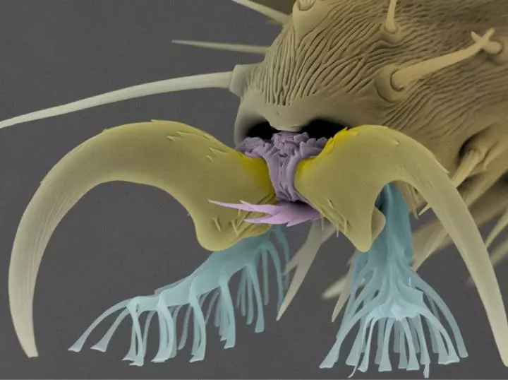 The spatula-shaped bristle-like structures (seen in blue) on the footpads of fruit flies have inspired a promising new adhesive material
