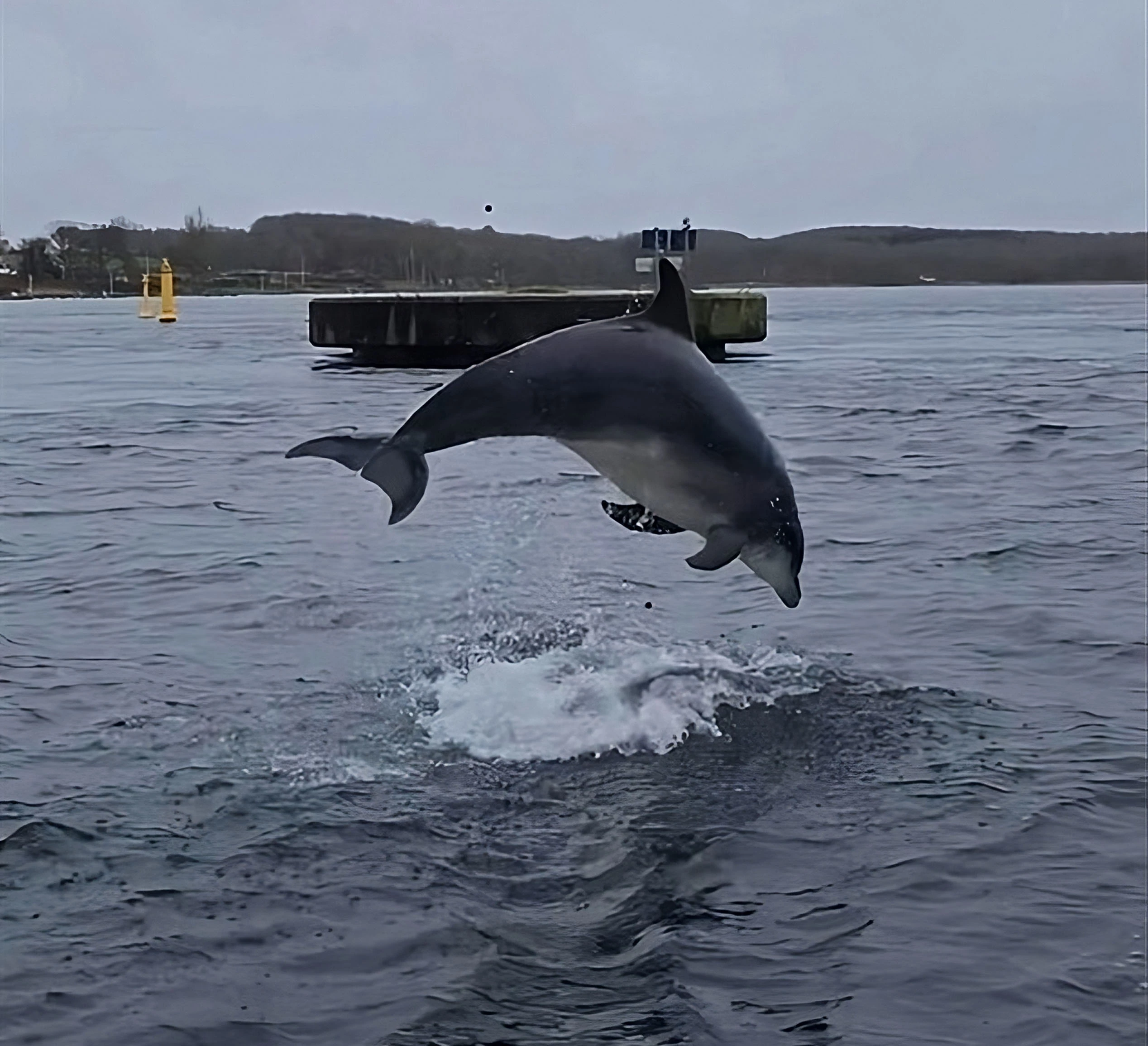 Delle the dolphin, also known as Yoda #1022, shows off for the camera, splashing around in his new home in the Baltic Sea