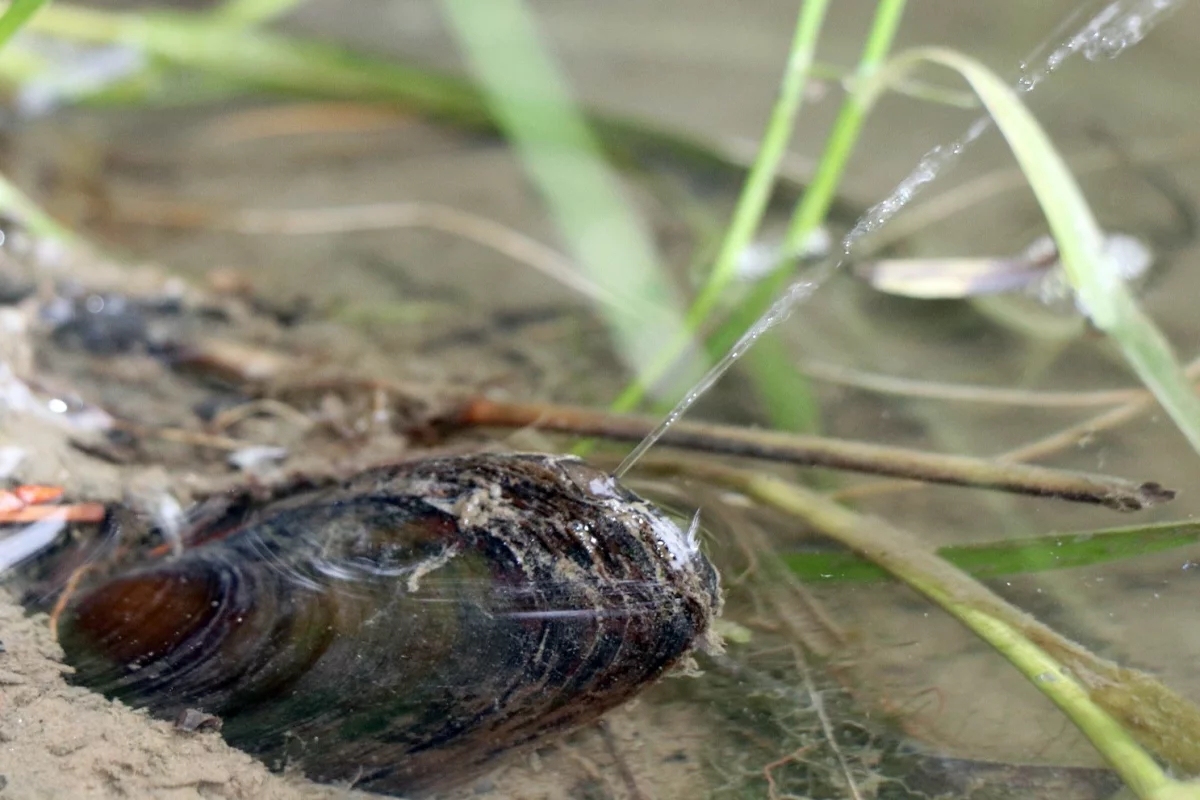 One of the water-squirting mussels, along the banks of Poland's Biała Tarnowska River