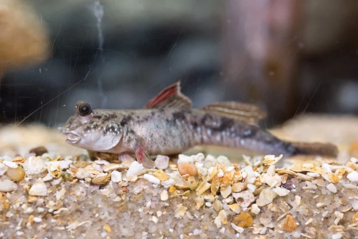 An actual mudskipper, which uses its tail for more than just swimming