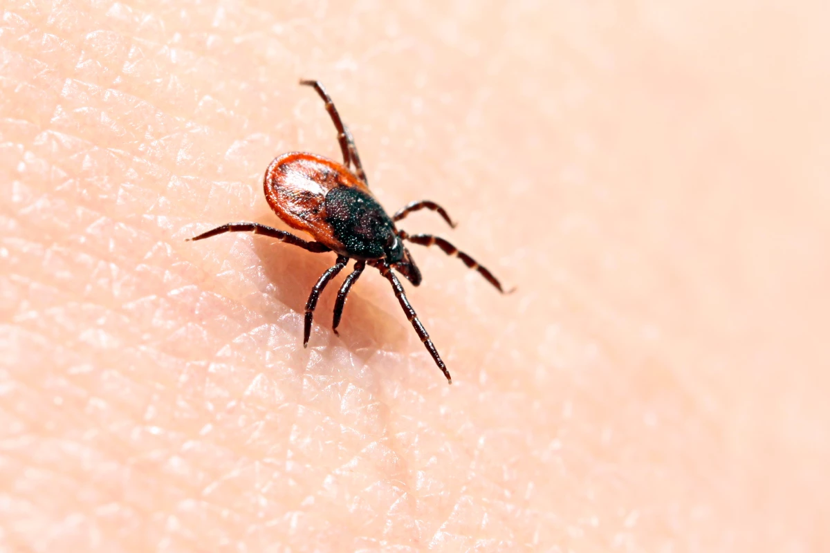 Scientists have uncovered a potential new treatment for Lyme disease, which is spread by ticks and affects as many as 300,000 people a year in the US